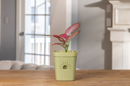 [SKU:PSK-1PK-PLUS-Forest-Fern,PSK-2PK-PLUS-Forest-Fern,PSK-1PK-Forest-Fern,PSK-2PK-Forest-Fern,SAMPLER-1PK-Forest-Fern]