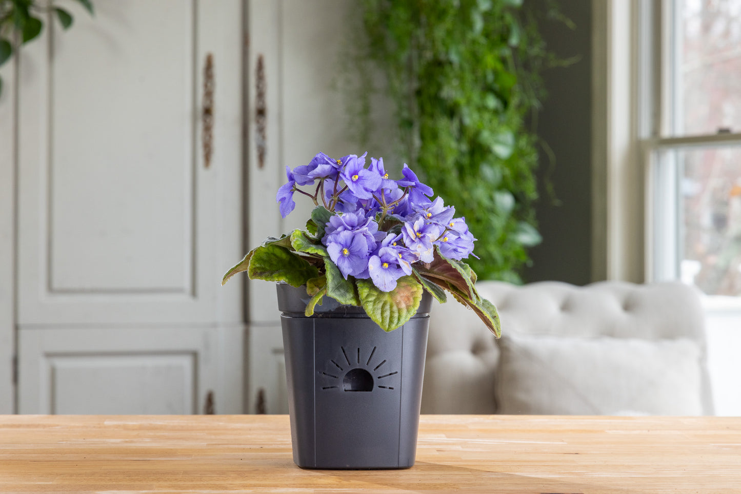 [SKU:5-1PK-Midnight-Fog,5-4PK-Midnight-Fog,5-12PK-Midnight-Fog]