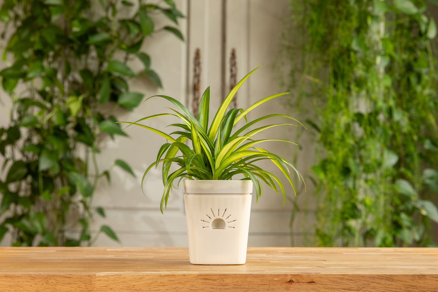 [SKU:PSK-1PK-PLUS-Moon-Glow,PSK-2PK-PLUS-Moon-Glow,PSK-1PK-Moon-Glow,PSK-2PK-Moon-Glow,SAMPLER-1PK-Moon-Glow]