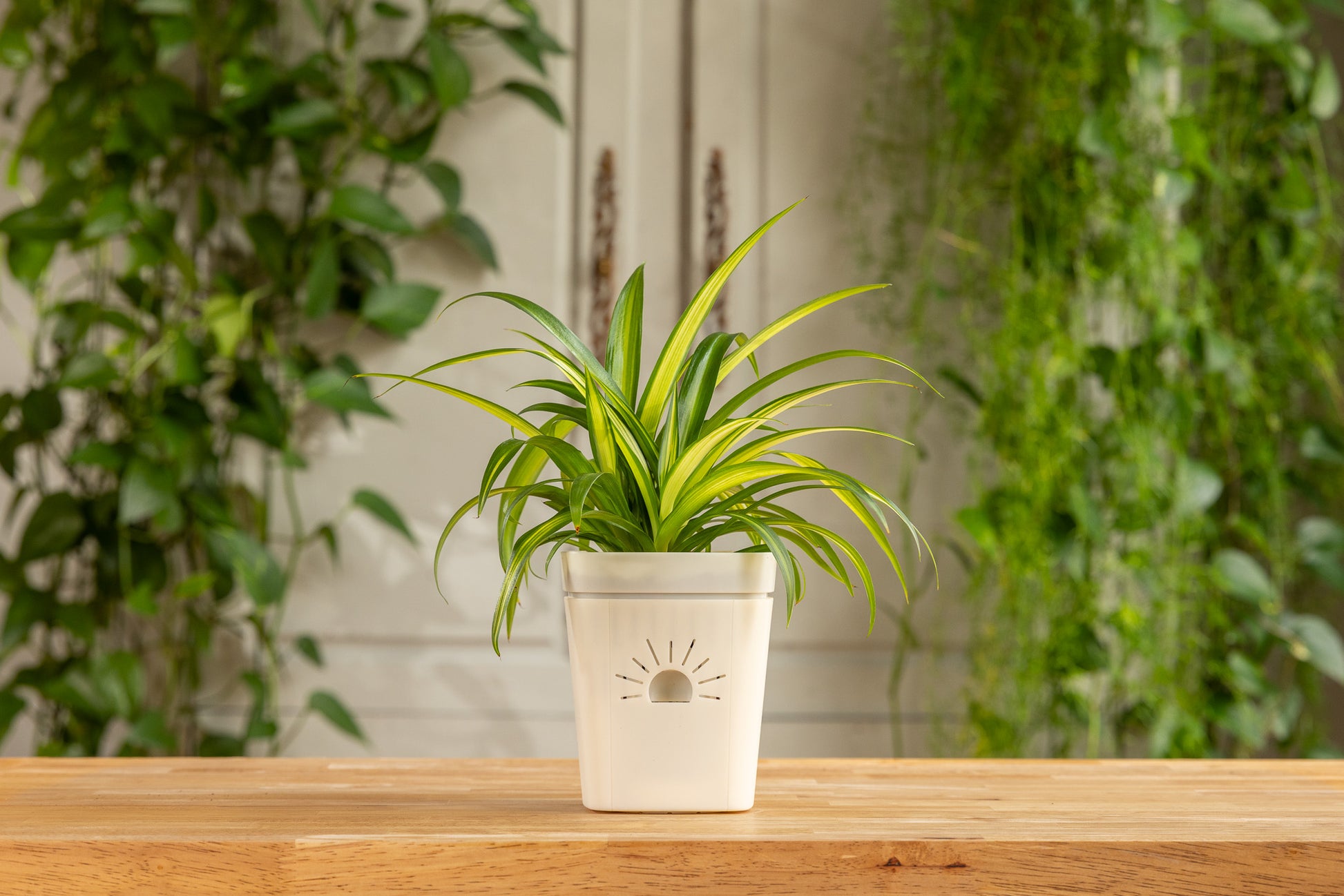 [SKU:PSK-1PK-PLUS-Moon-Glow,PSK-2PK-PLUS-Moon-Glow,PSK-1PK-Moon-Glow,PSK-2PK-Moon-Glow,SAMPLER-1PK-Moon-Glow]