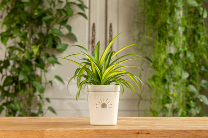 [SKU:PSK-1PK-PLUS-Moon-Glow,PSK-2PK-PLUS-Moon-Glow,PSK-1PK-Moon-Glow,PSK-2PK-Moon-Glow,SAMPLER-1PK-Moon-Glow]