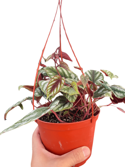 Begonia Rex Vine - 6" Pot