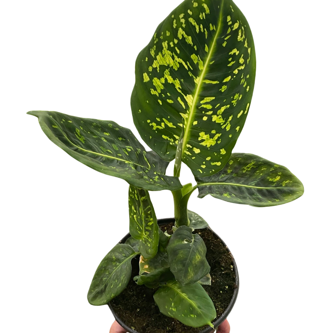 Dieffenbachia 'Reflector'