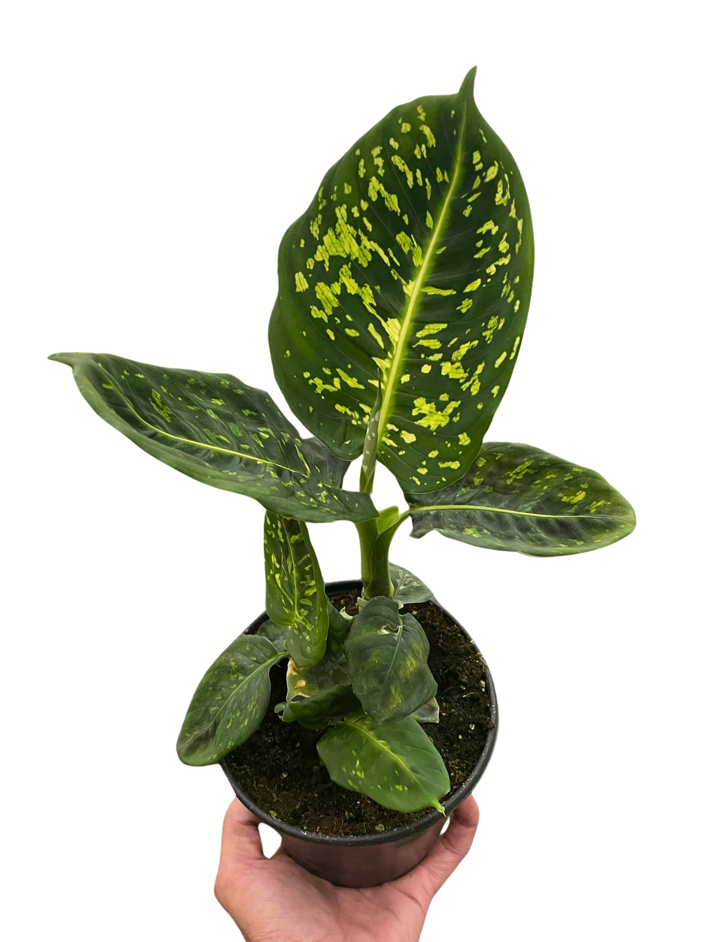 Dieffenbachia 'Reflector'