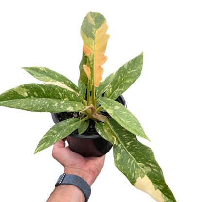 Philodendron Ring of Fire Variegated