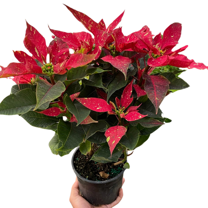 Poinsettia 'Red Glitter'