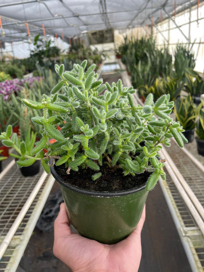 Delosperma echinatum 'Pickle Plant'