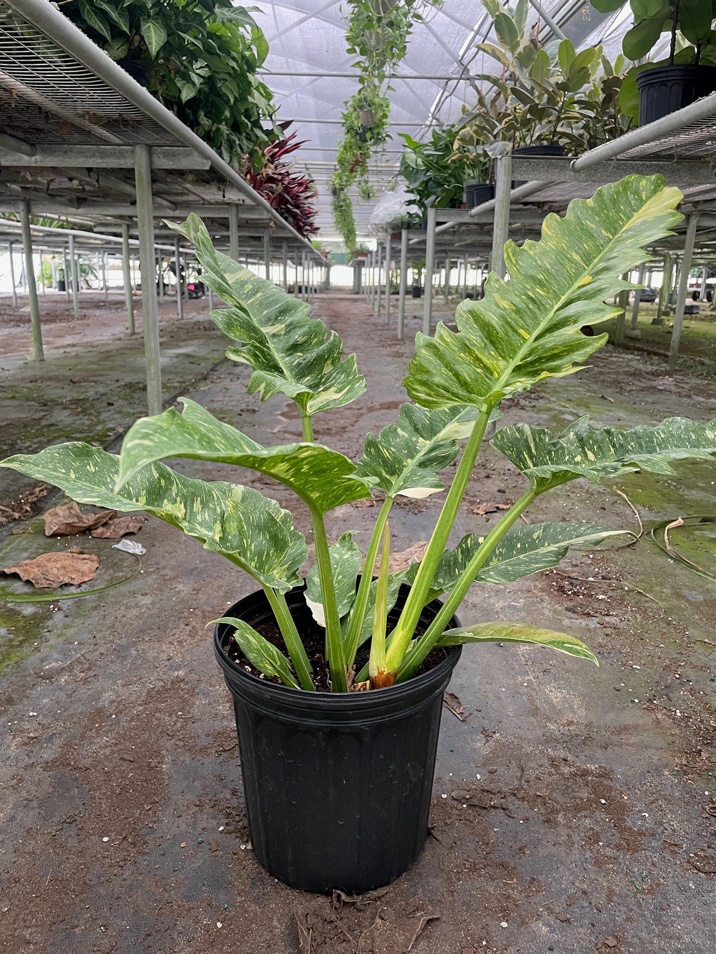 Philodendron Ring of Fire Variegated