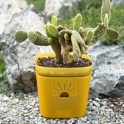 [SKU:8-1PK-Yellow,8-4PK-Yellow,8-6PK-Yellow,8-8PK-Yellow,8-12PK-Yellow,8-18PK-Yellow,SAMPLER-1PK-Yellow,PSK-1PK-PLUS-Yellow,PSK-2PK-PLUS-Yellow,PSK-1PK-Yellow,PSK-2PK-Yellow]