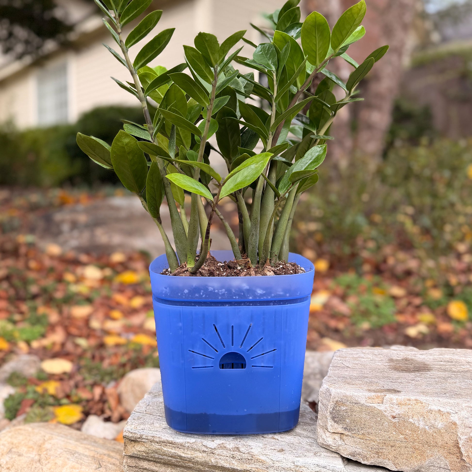[SKU:8-1PK-Blue,8-4PK-Blue,8-6PK-Blue,8-8PK-Blue,8-12PK-Blue,8-18PK-Blue,SAMPLER-1PK-Blue,PSK-1PK-PLUS-Blue,PSK-2PK-PLUS-Blue]