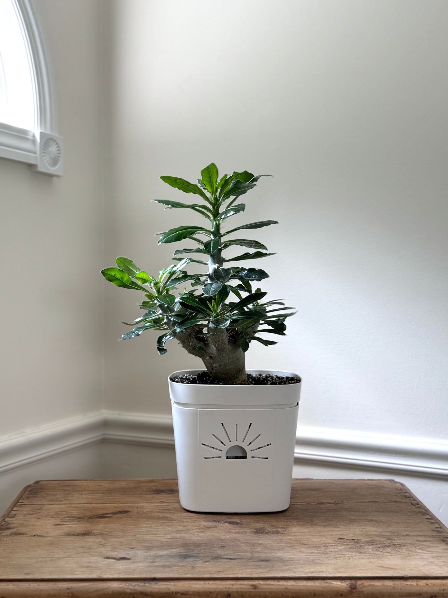 8-Inch "Breathing" Planter