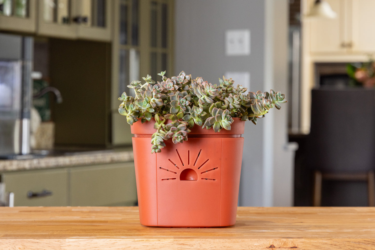 [SKU:8-1PK-Cinnamon-Bark,8-4PK-Cinnamon-Bark,8-8PK-Cinnamon-Bark,8-12PK-Cinnamon-Bark]