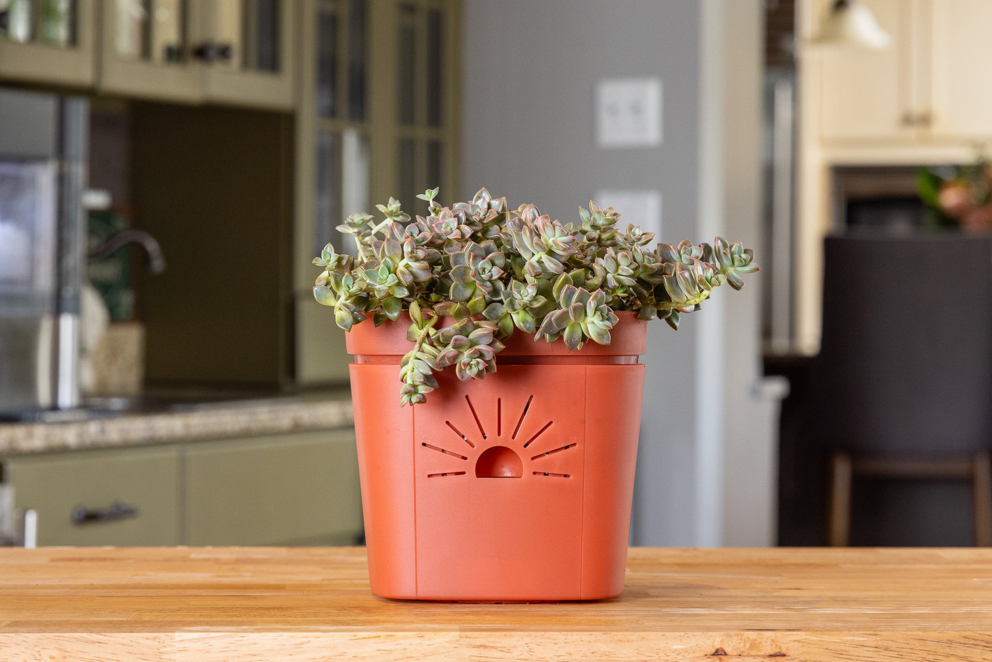 [SKU:8-1PK-Cinnamon-Bark,8-4PK-Cinnamon-Bark,8-8PK-Cinnamon-Bark,8-12PK-Cinnamon-Bark]