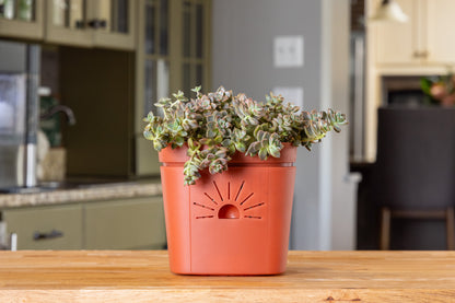 [SKU:PSK-1PK-PLUS-Cinnamon-Bark,PSK-2PK-PLUS-Cinnamon-Bark,PSK-1PK-Cinnamon-Bark,PSK-2PK-Cinnamon-Bark,SAMPLER-1PK-Cinnamon-Bark]