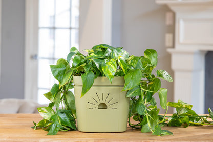 [SKU:8-1PK-Forest-Fern,8-4PK-Forest-Fern,8-8PK-Forest-Fern,8-12PK-Forest-Fern]