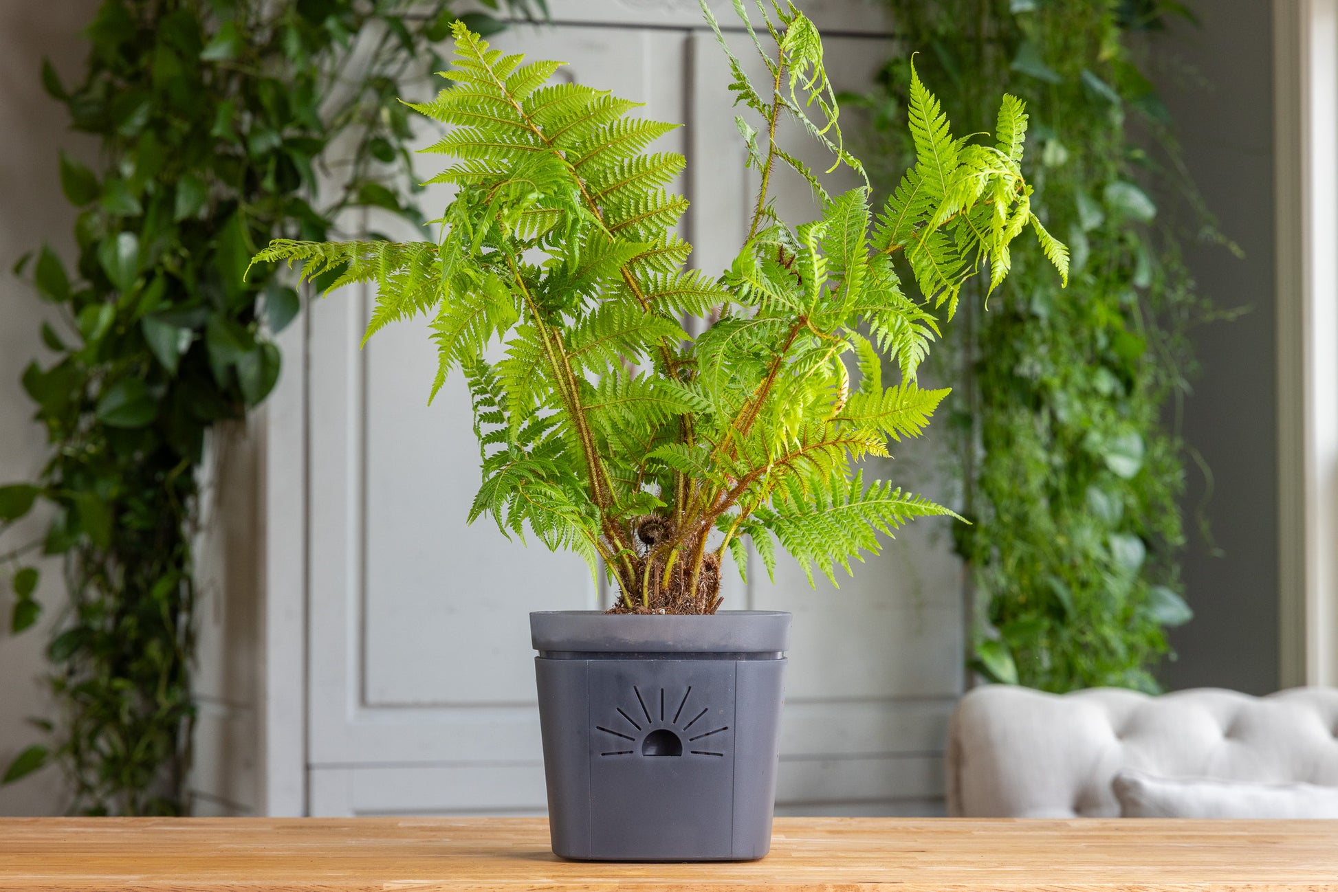 [SKU:PSK-1PK-PLUS-Midnight-Fog,PSK-2PK-PLUS-Midnight-Fog,PSK-1PK-Midnight-Fog,PSK-2PK-Midnight-Fog,SAMPLER-1PK-Midnight-Fog]