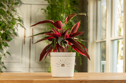 [SKU:8-1PK-Moon-Glow,8-4PK-Moon-Glow,8-8PK-Moon-Glow,8-12PK-Moon-Glow]