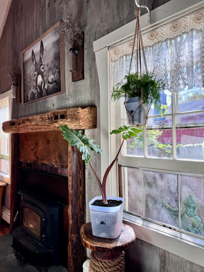 Hemp Plant Hanger