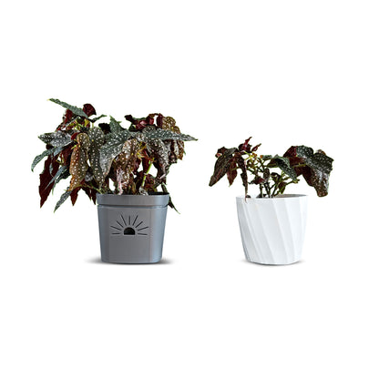 8-Inch Root-Pruning Garden Pots