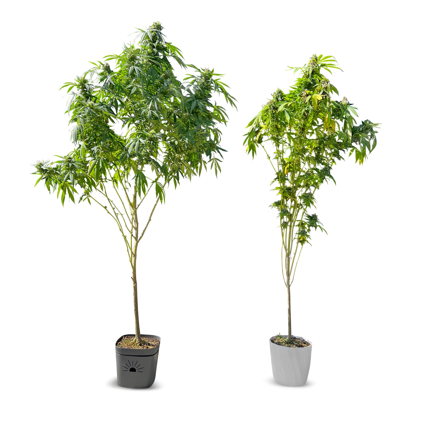 8-Inch Root-Pruning Garden Pots