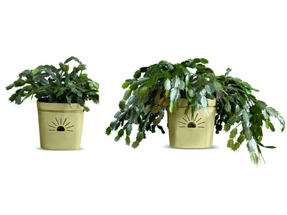 8-Inch Root-Pruning Garden Pots