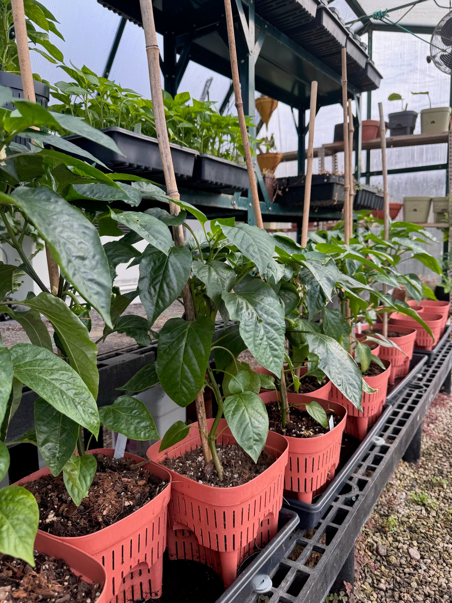 8-Inch Root-Pruning Garden Pots featured image