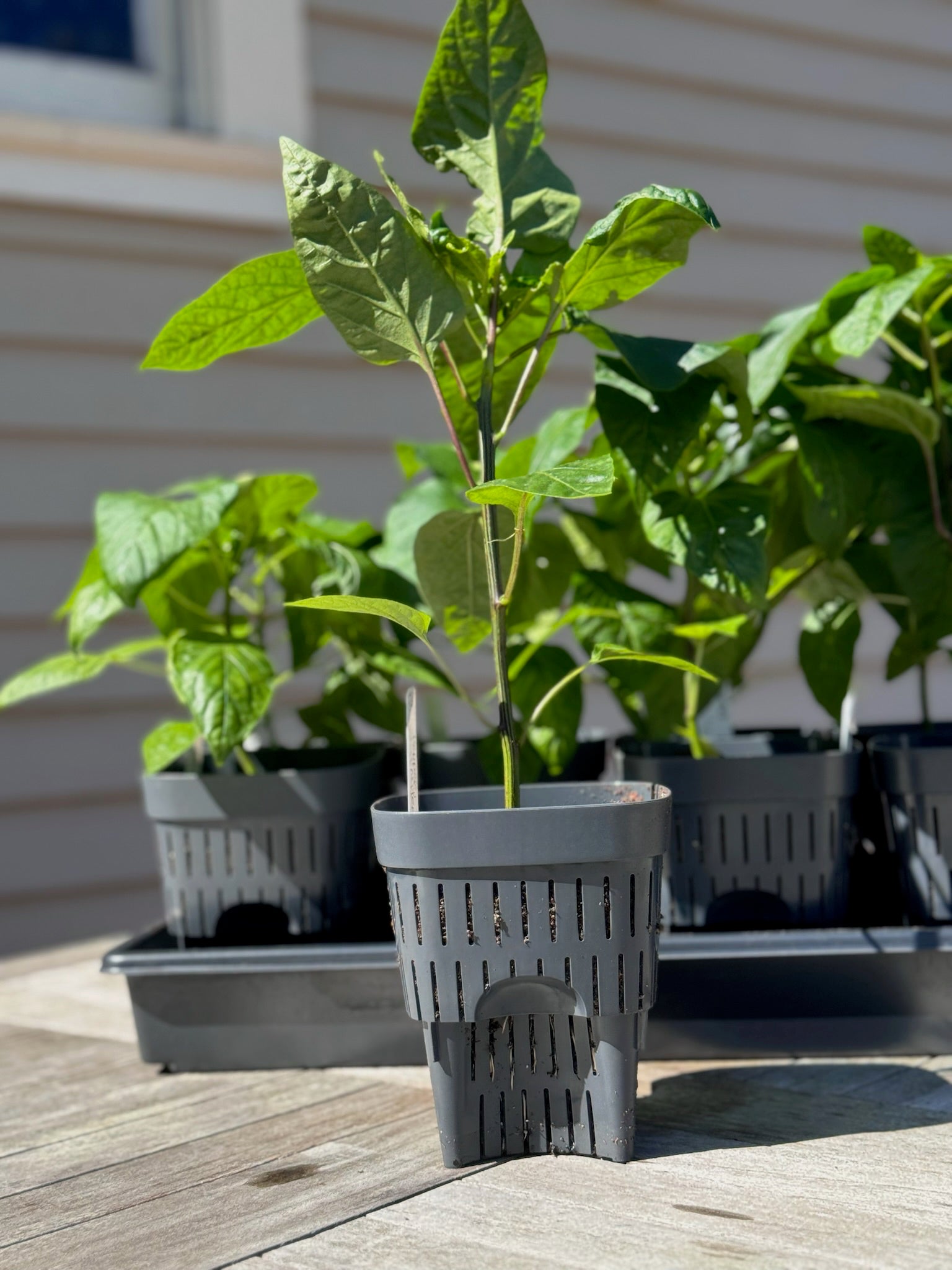 3-Inch Root-Pruning Garden Pots featured image