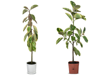 8-Inch Root-Pruning Garden Pots