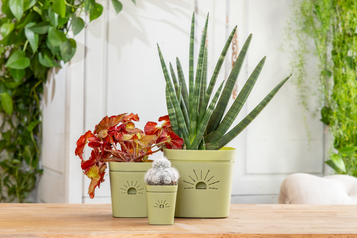Planter Sampler Kit
