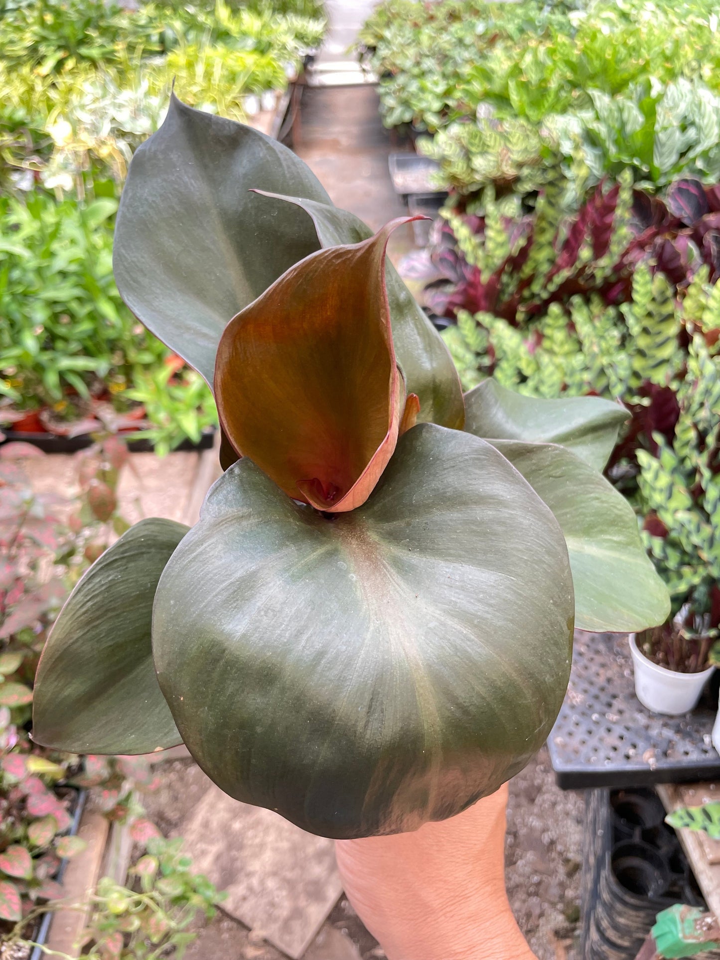 Philodendron 'Red Heart'