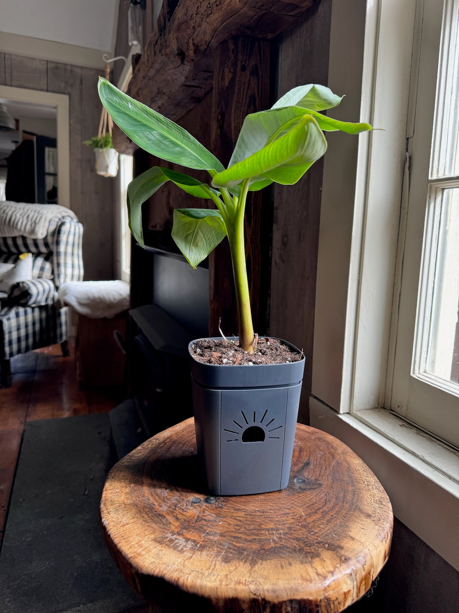 raw earth plant stand pot Classic Earth Planter – Naked Root