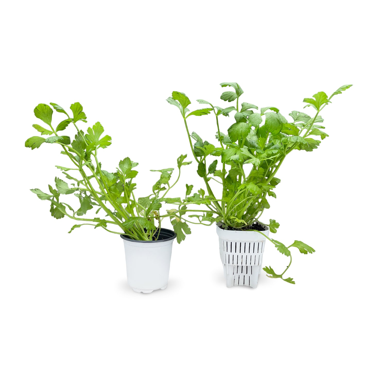 3-Inch Root-Pruning Garden Pots