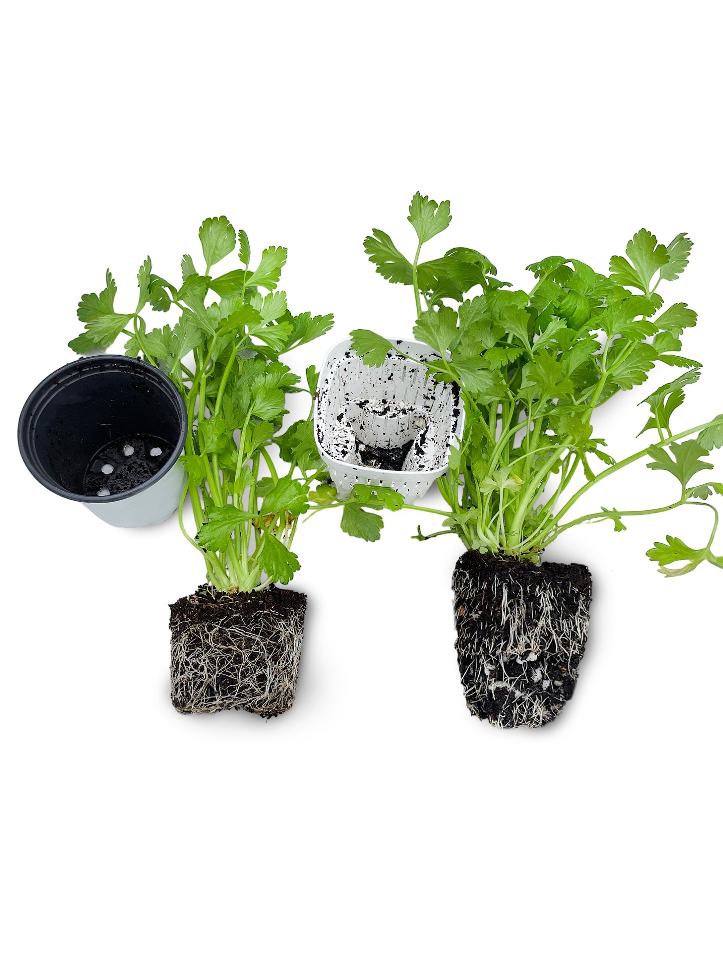 3-Inch Root-Pruning Garden Pots