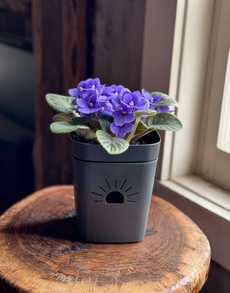 Classic Earth Planter featured image