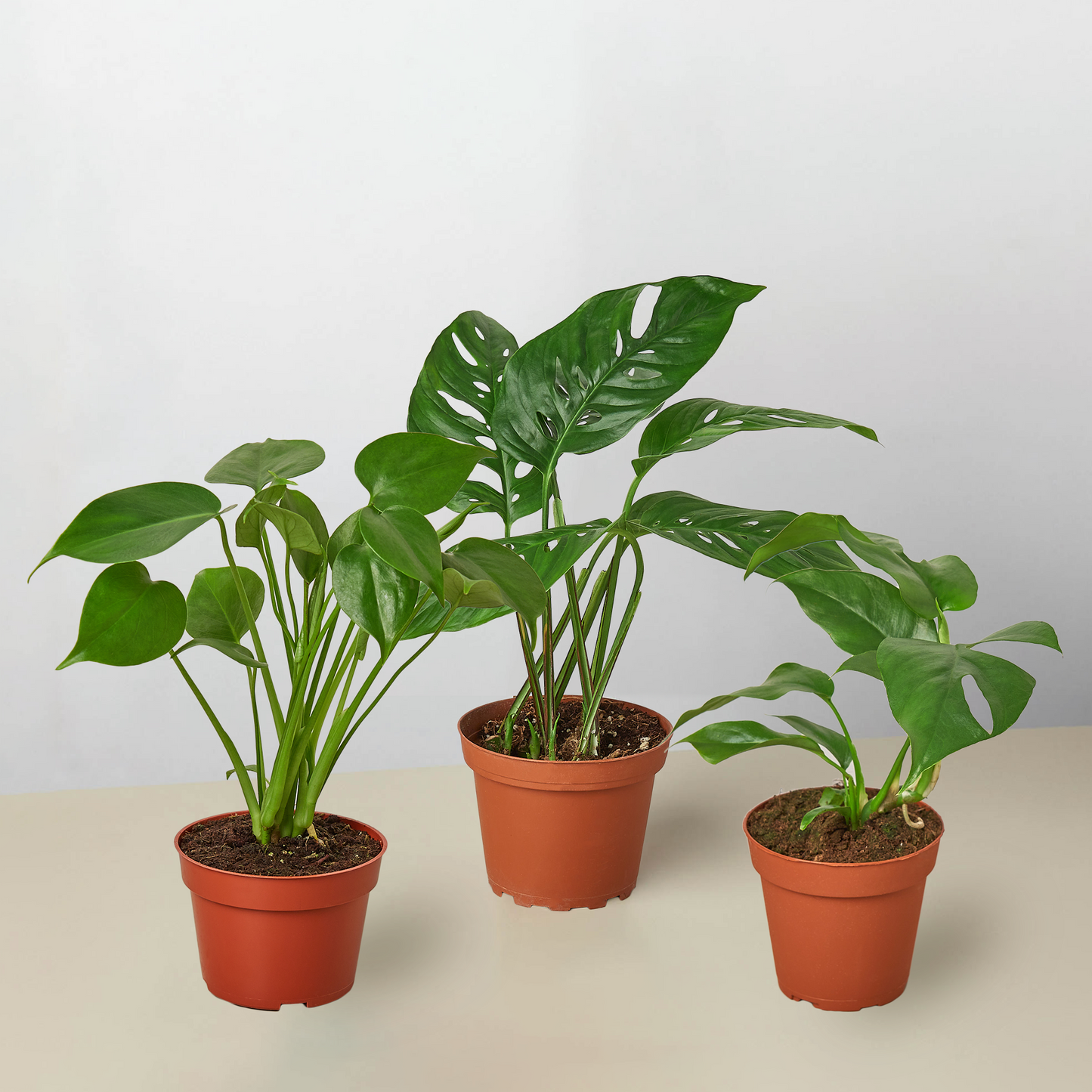 Monstera Bundle