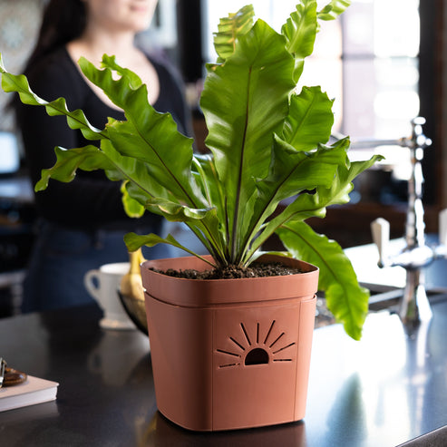 8" Air Root Pruning Planter - Self Watering – Naked Root