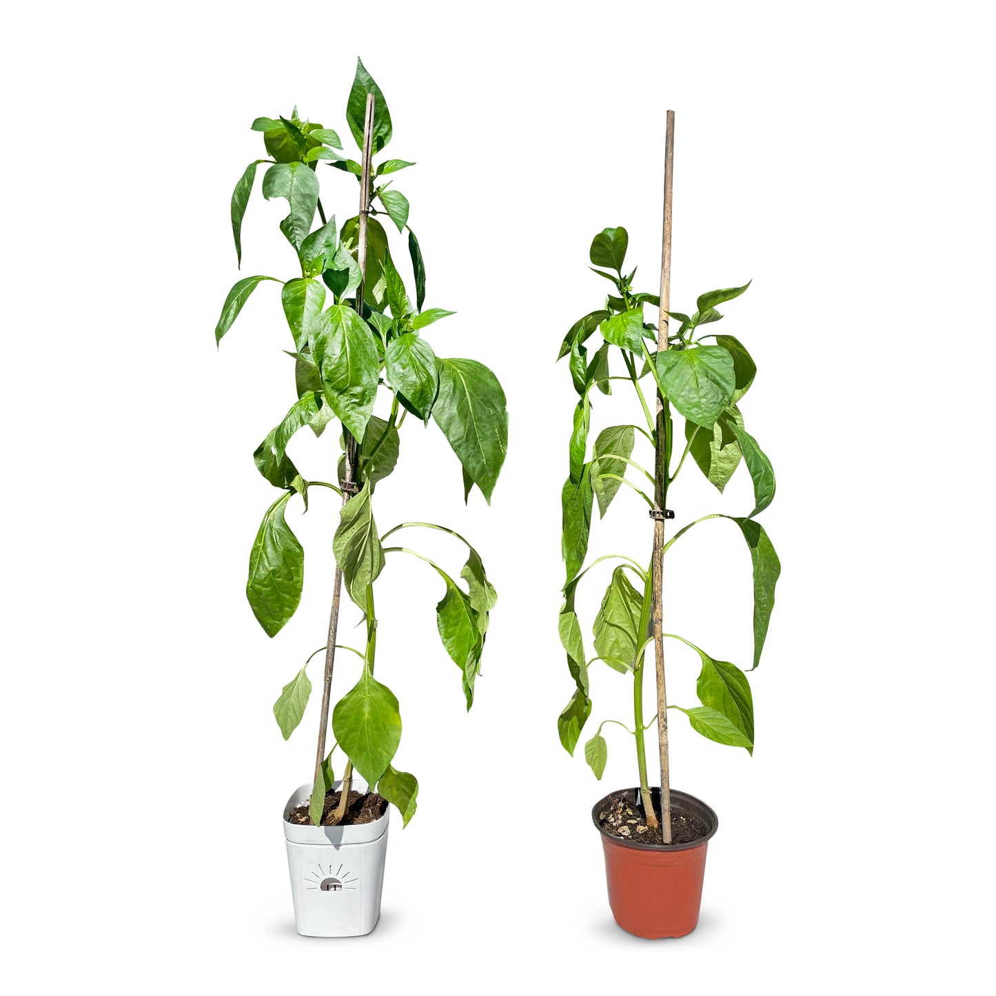 5-Inch Root-Pruning Garden Pots