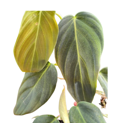 Philodendron Gigas