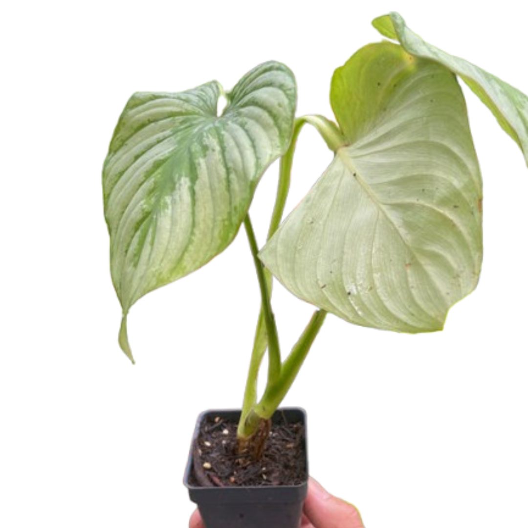 Philodendron 'Mamei'