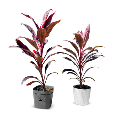 8-Inch Root-Pruning Garden Pots