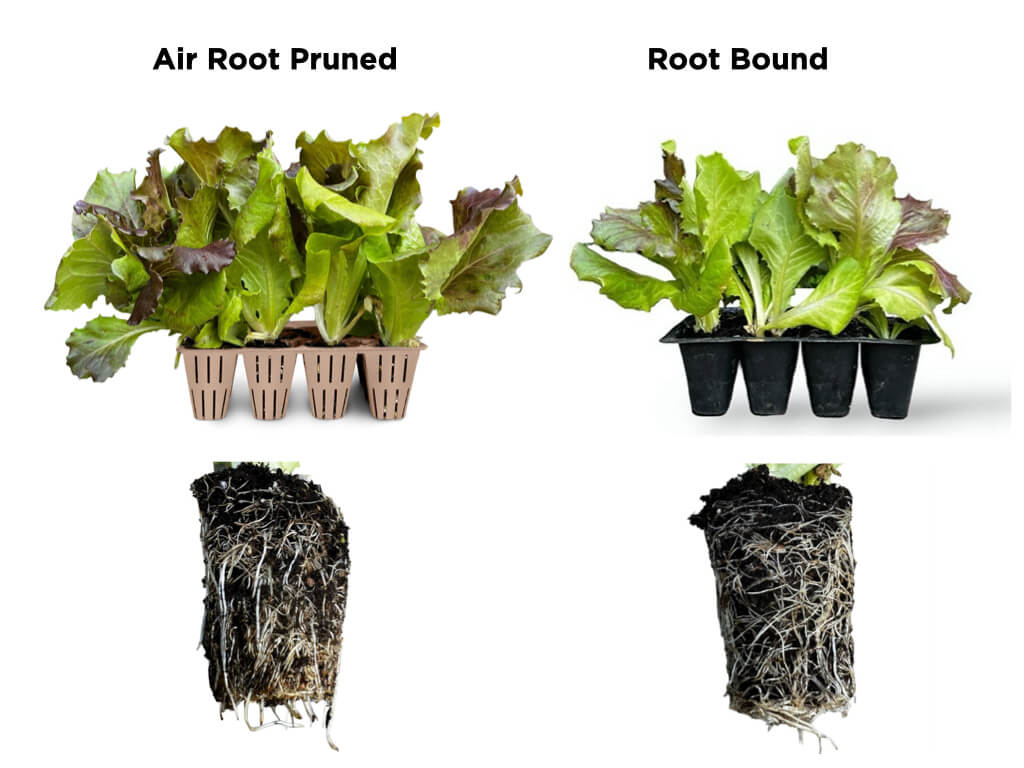 prune seeds planting Naked Root Peppercorn 12-Cell Root-Pruning Seed Starter