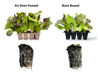 12-Cell Root-Pruning Seed Starter