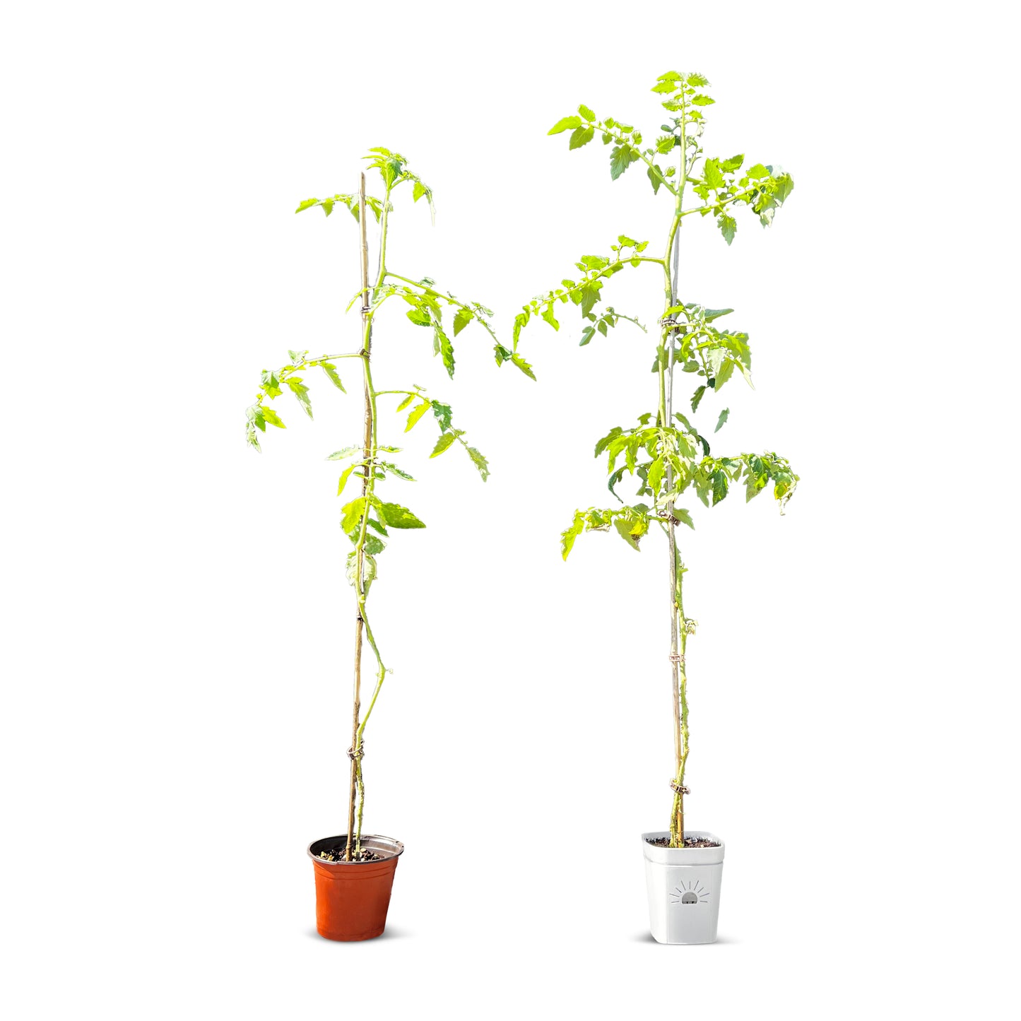 5-Inch Root-Pruning Garden Pots