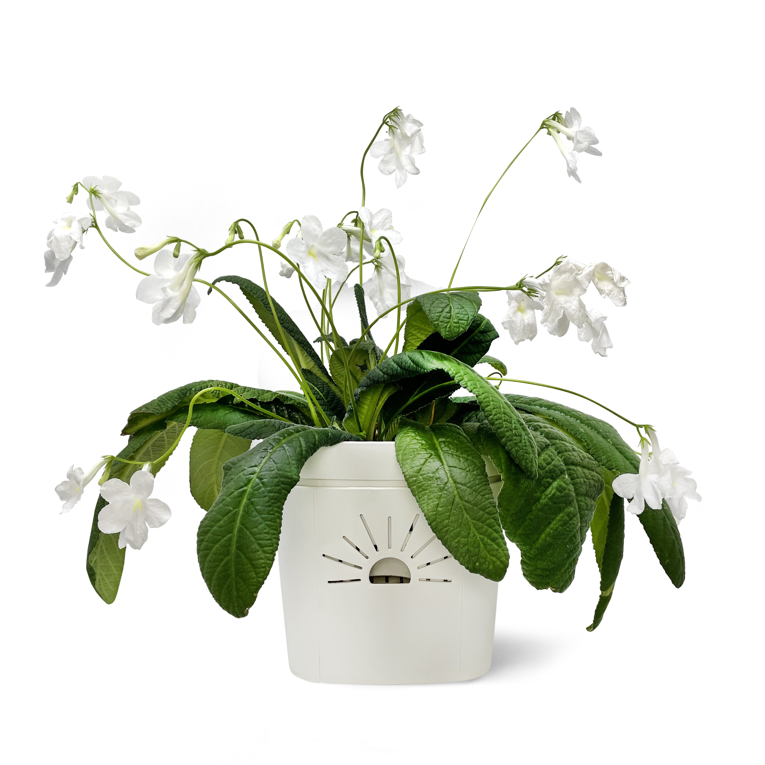 A fuller, healthier plant grown in a Naked Root planter