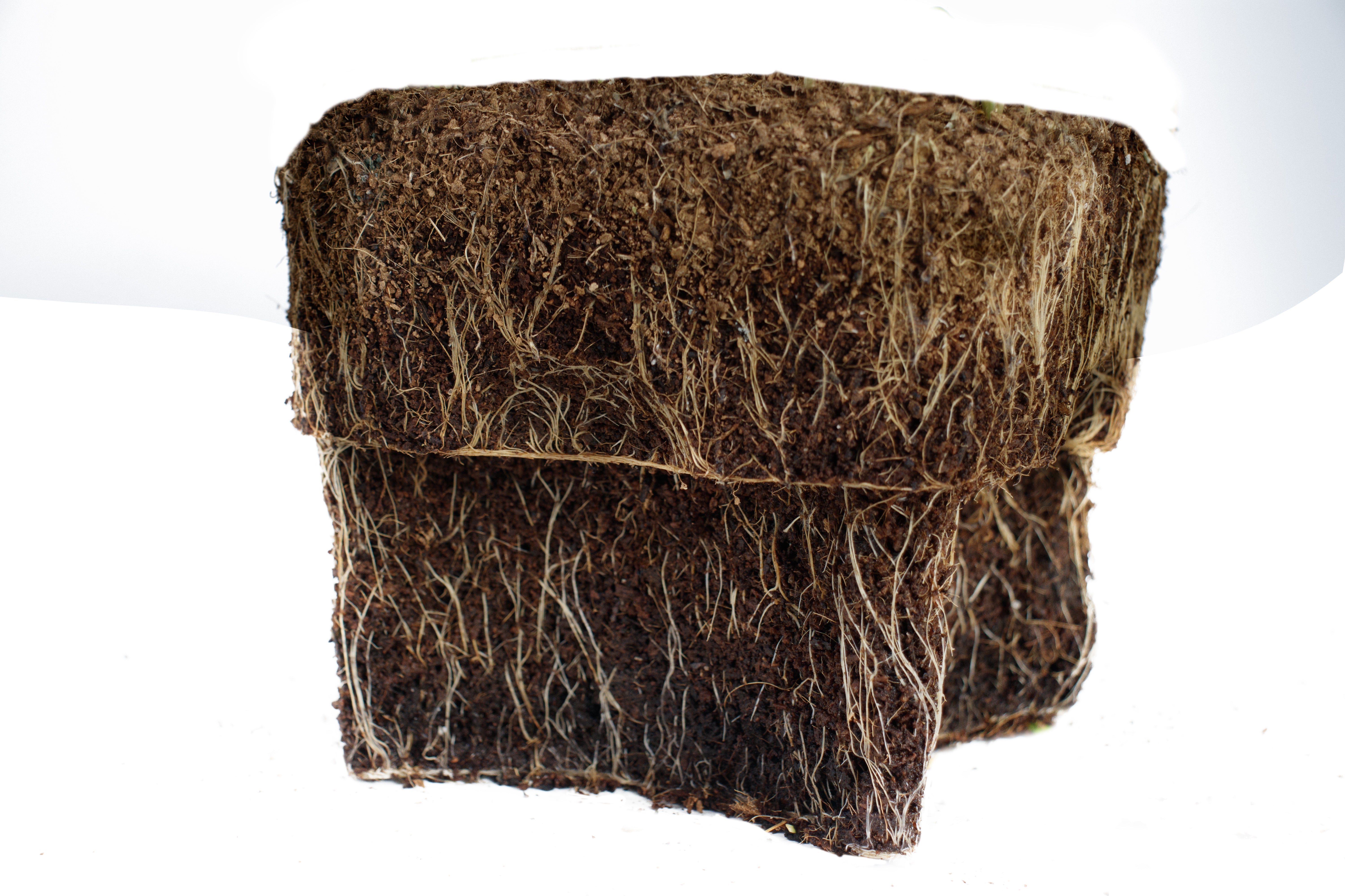 Dense feeder roots from a Naked Root planter