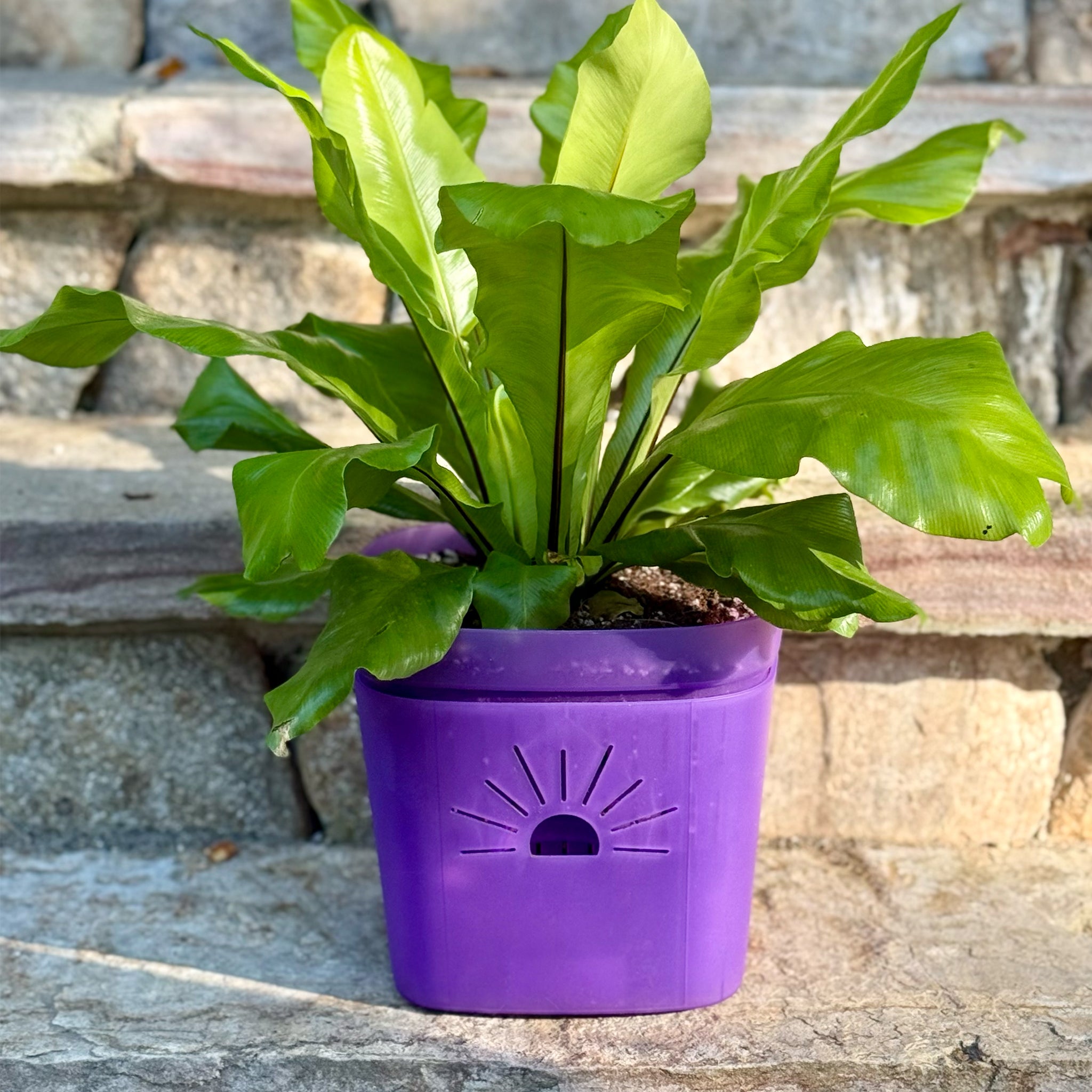 A vibrant fern thriving in a Naked Root planter
