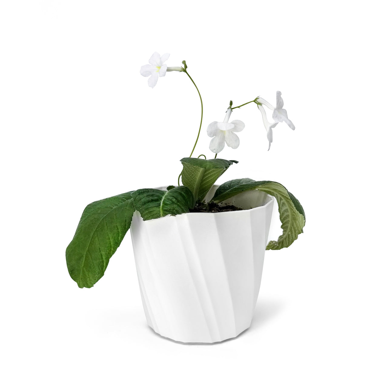 A plant grown in a traditional planter