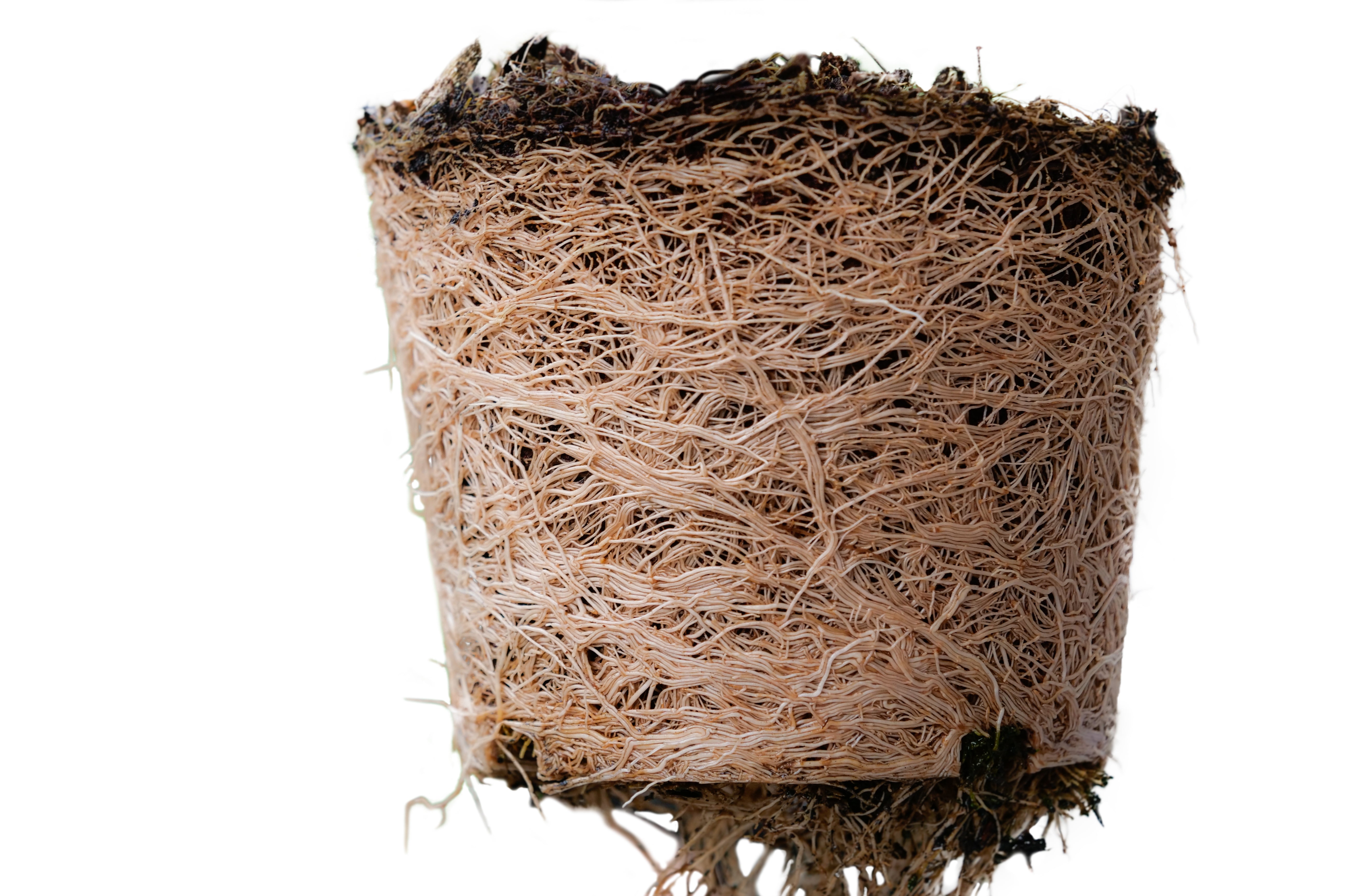 Root-bound roots from a traditional planter