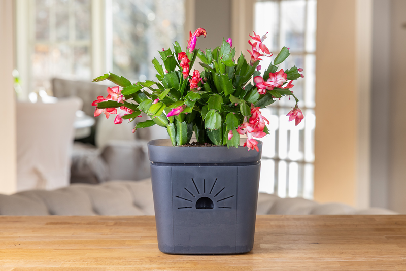 Clearly Earth Planter featured image