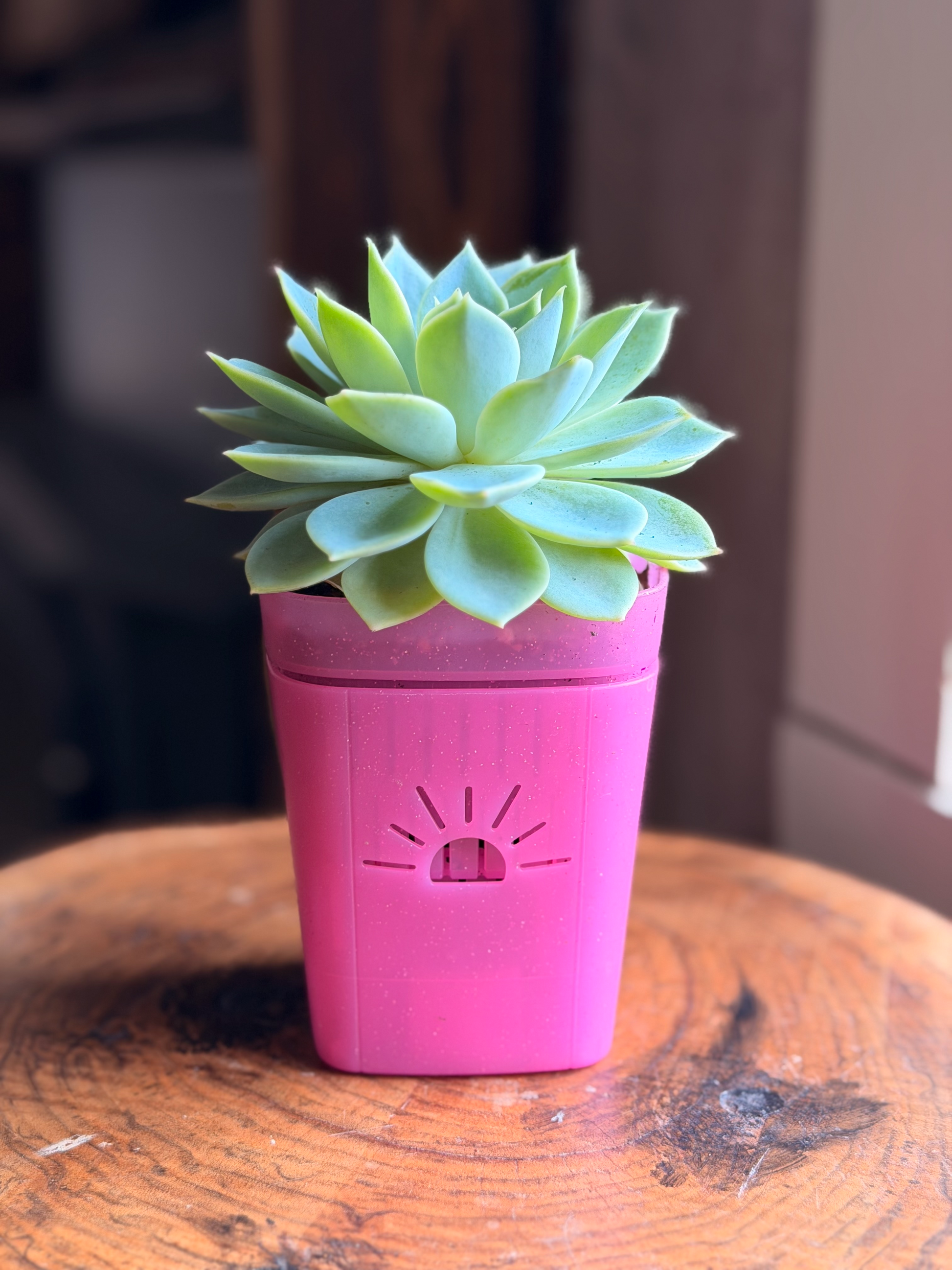 [SKU:3-1PK-Pink]